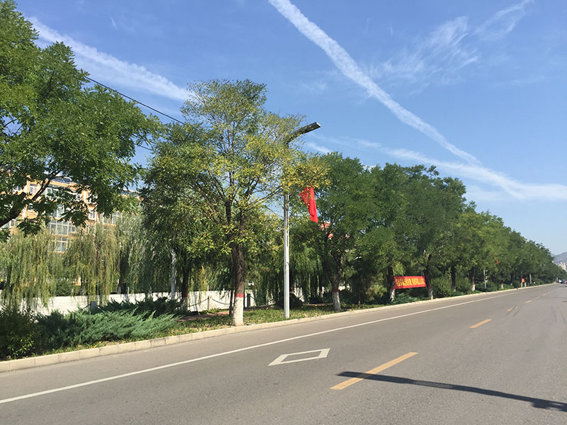 =滨河大街两侧绿化提升工程